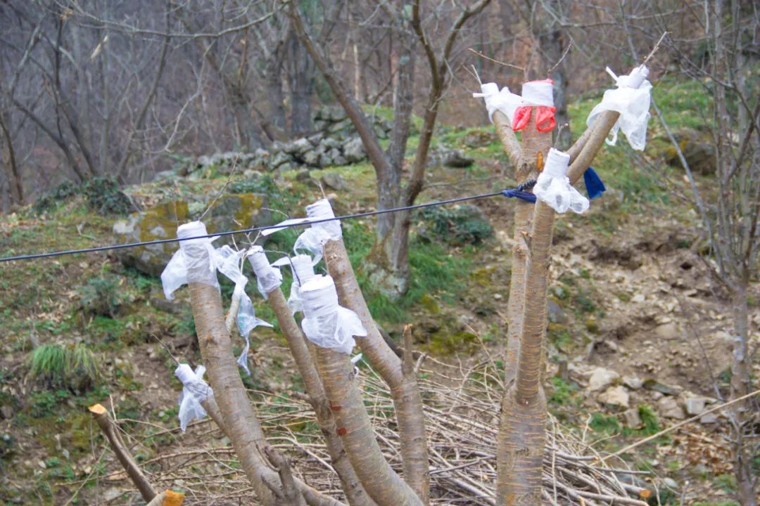 疫情让秦岭山村变得更加寂静，寻访秦岭坪沟，尽量不主动接触村民