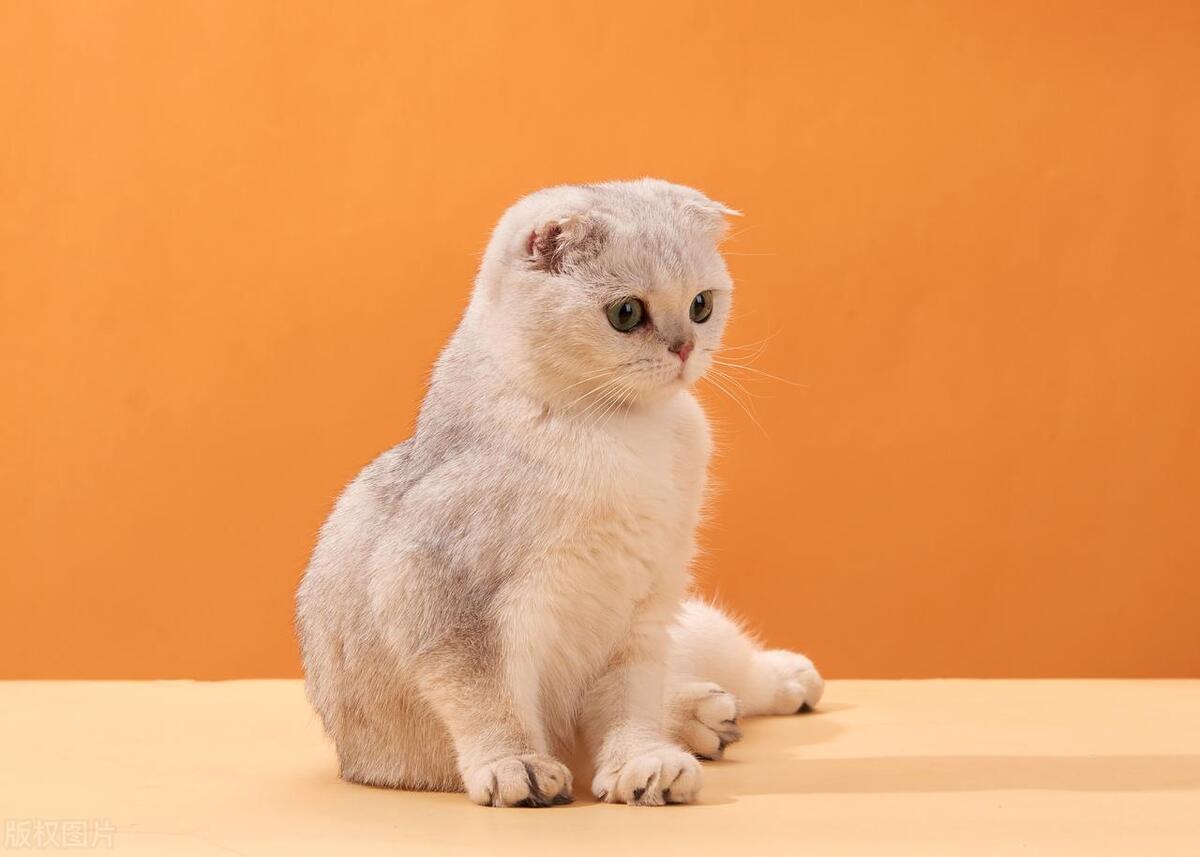 杭州胜利小学入学条件,杭州市胜利实验小学落户