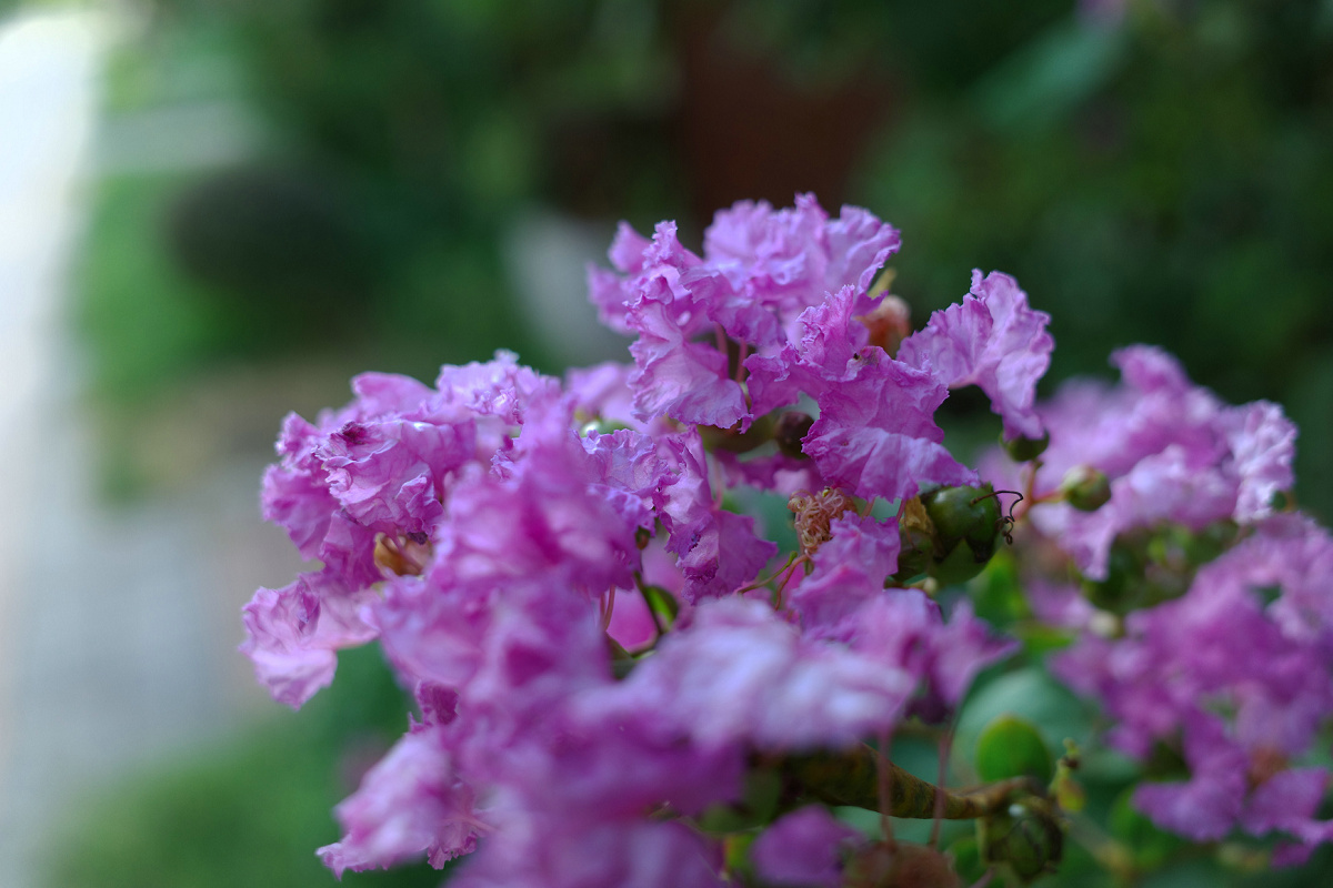 理光gr3微距放大倍率,理光gr3微距为什么是模糊的