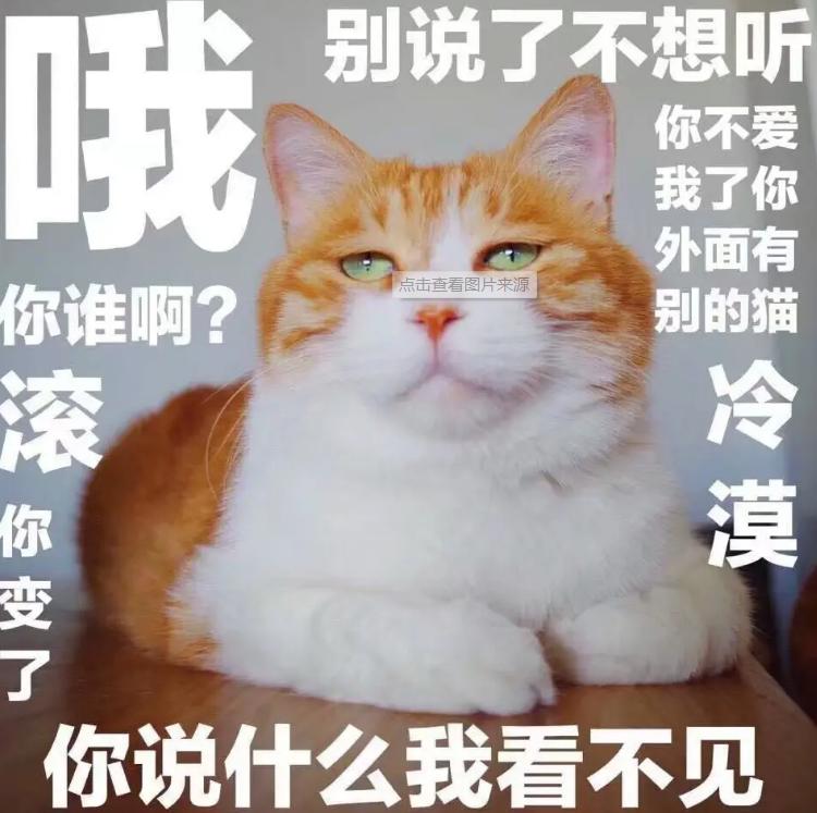 两个猫掐架怎么办,和铲屎官打架的猫咪