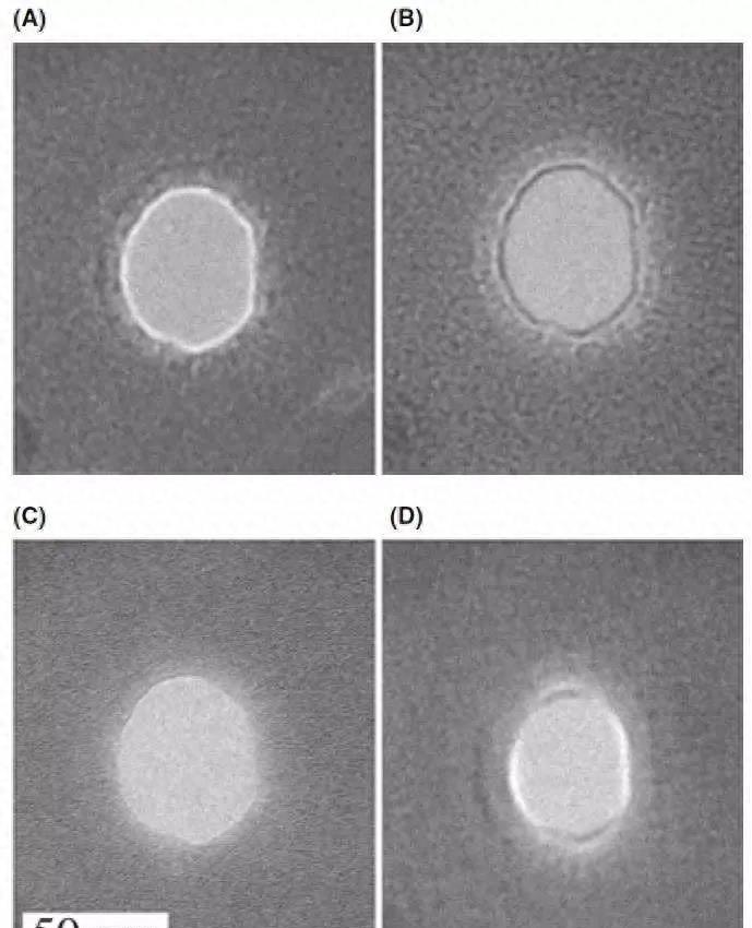tem新手教程,tem上色