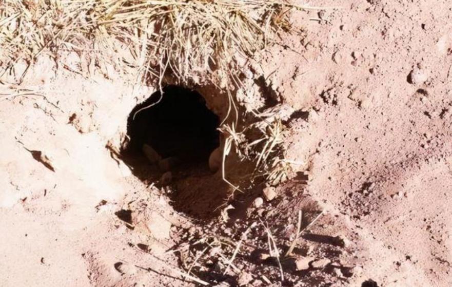 高原鼠兔是易危还是濒危,高原鼠兔到底有多可怕