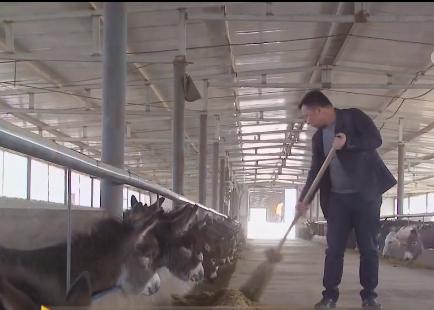 小伙三年养了4000头母驴，感情深厚一头也不卖，但一天还净赚4万