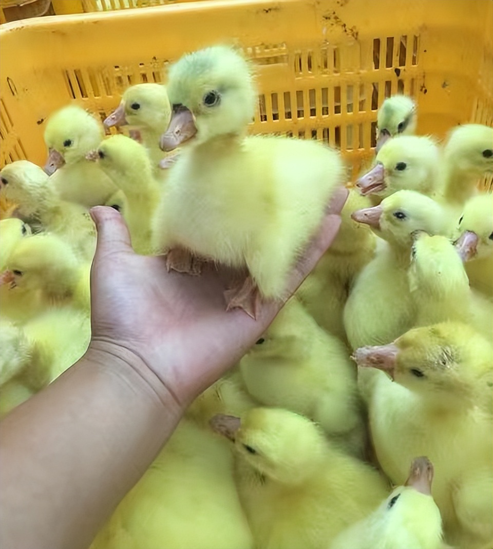 农村创业养50只大白鹅能卖多少钱,1亩地养鹅年收40万