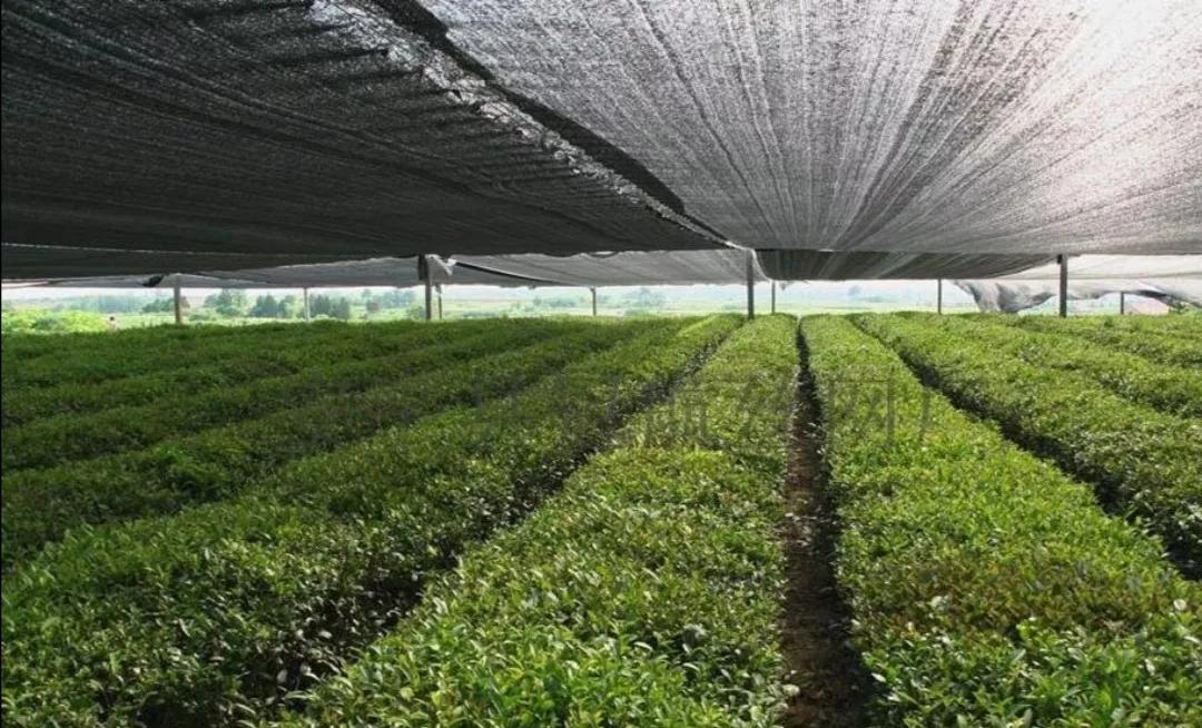 中药材种植基地选址要求,中药材种植基地申请条件及流程