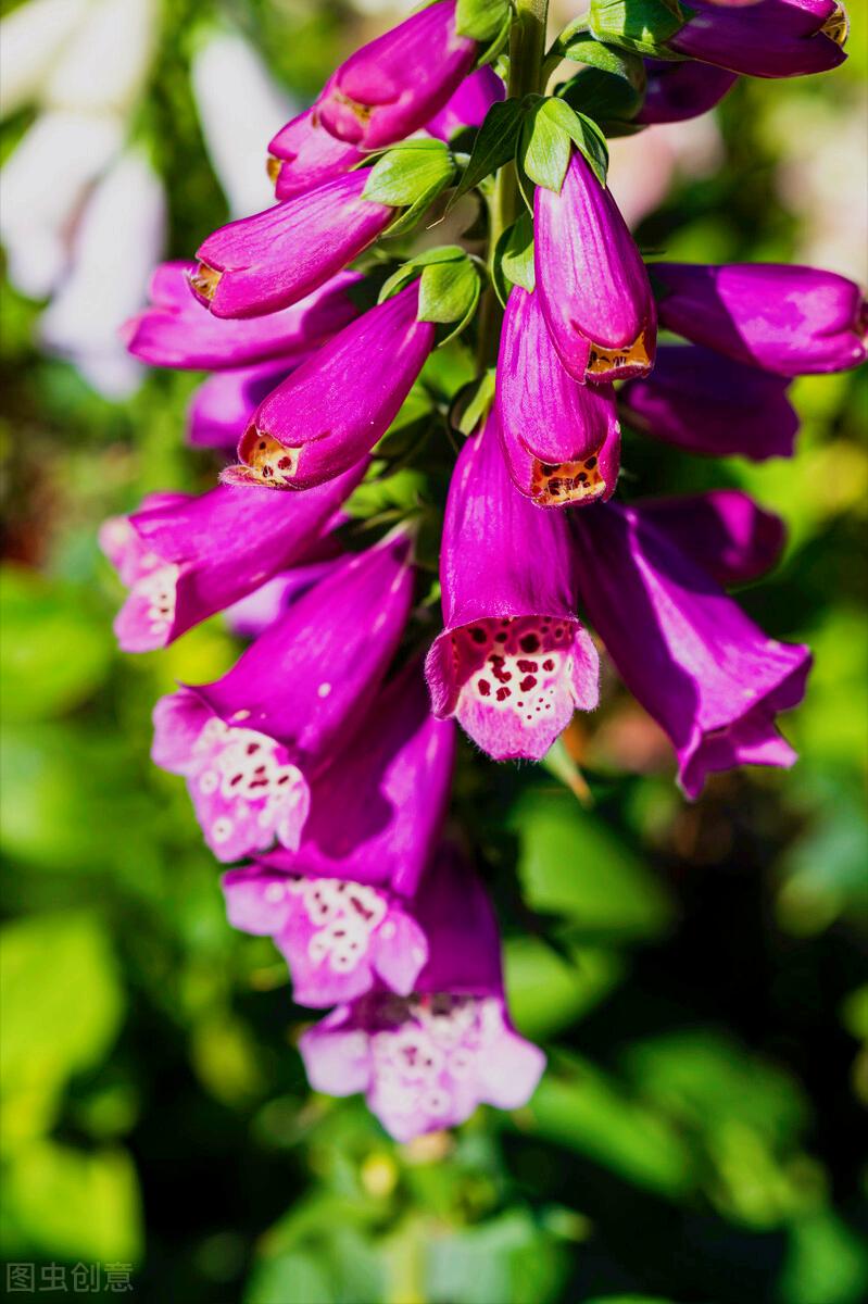感恩母亲节祝自己节日快乐,母亲节感恩祝福词妈妈我爱你