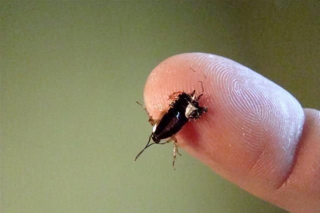 家里蟑螂多用什么杀蟑螂最有效,家里有蟑螂的该怎么消灭蟑螂