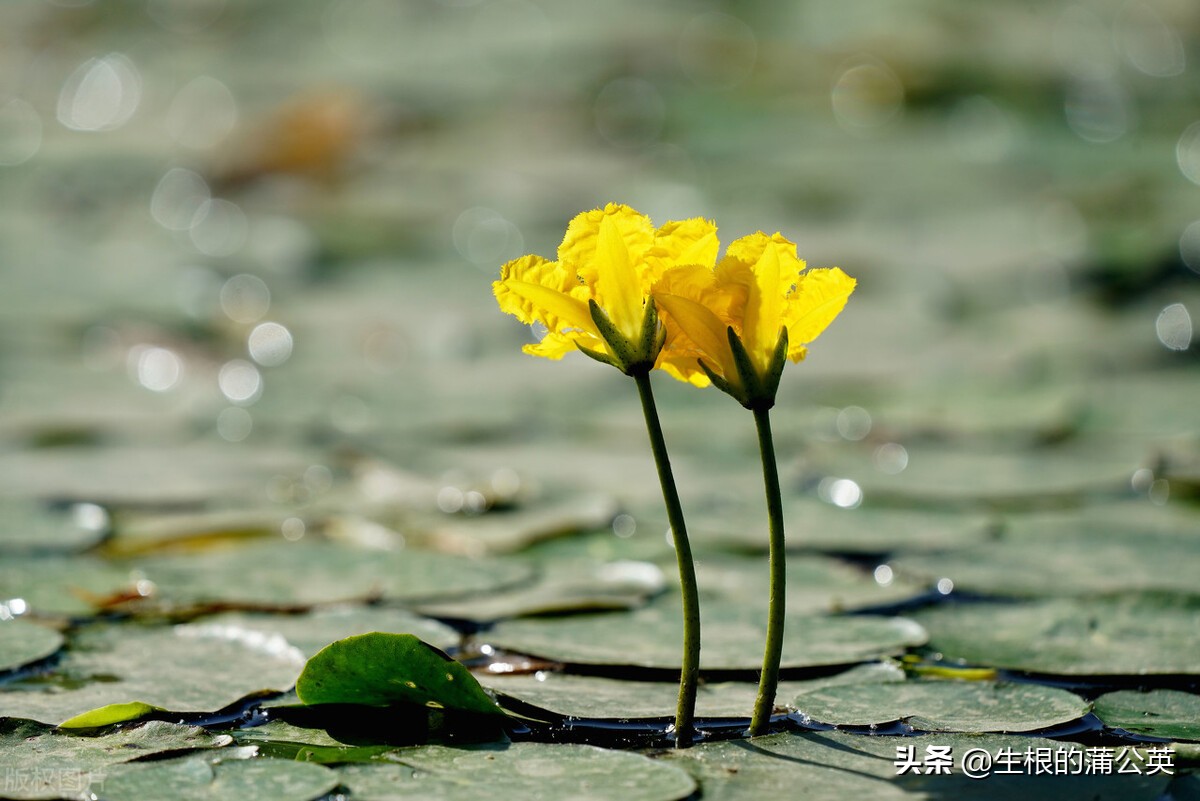 水生花卉栽培方法和技术,十种常见水生花卉