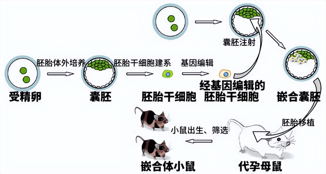 南京玄武湖的珍稀睡莲,玄武湖再现2株三色睡莲