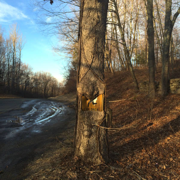 100个难得一见照片，砍伐巨树，运输军舰的巨轮，治疗风湿病的熊