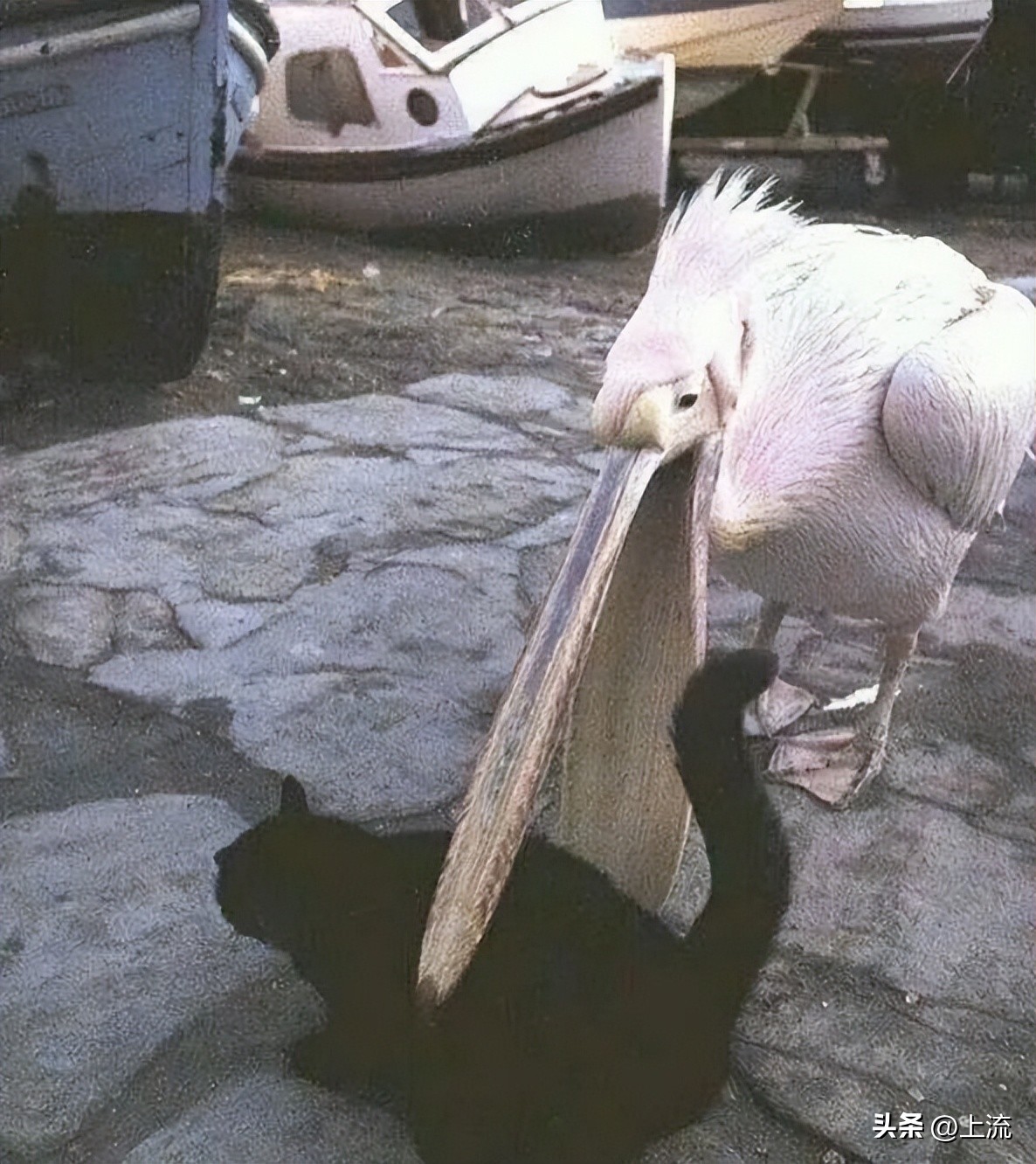 男孩景区遭鹈鹕灌顶,男孩被醍醐灌顶在什么景区