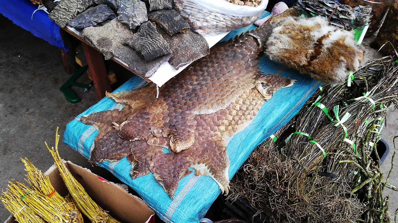 初哥视频,初哥徒步走西藏