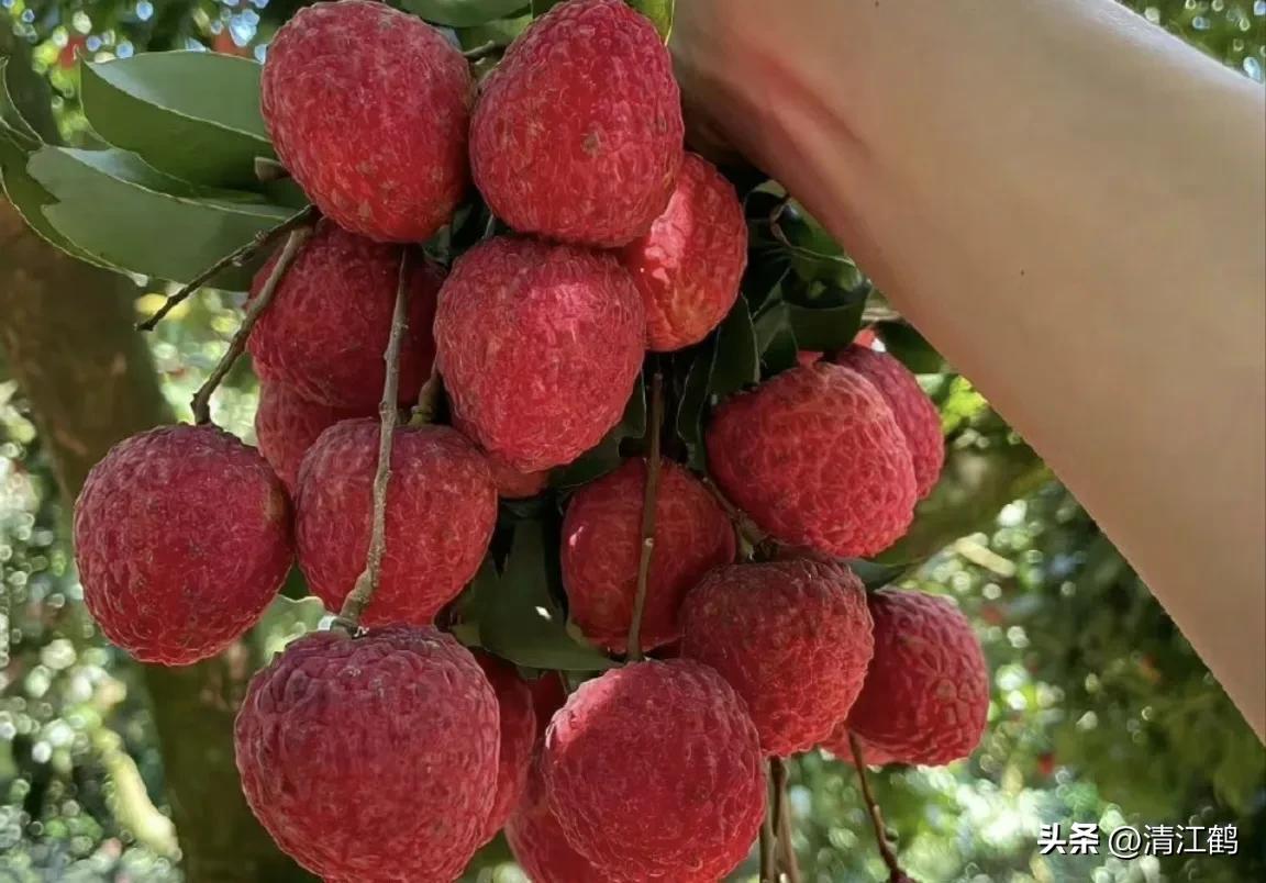 各种保鲜剂防腐剂的用法,赤霉素保鲜