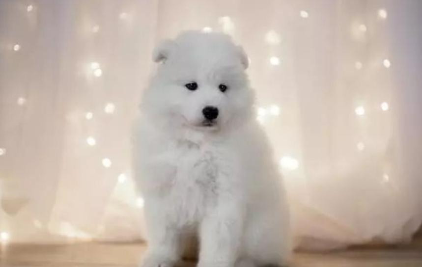 补钙营养狗狗,狗狗补钙什么牌子的钙片好