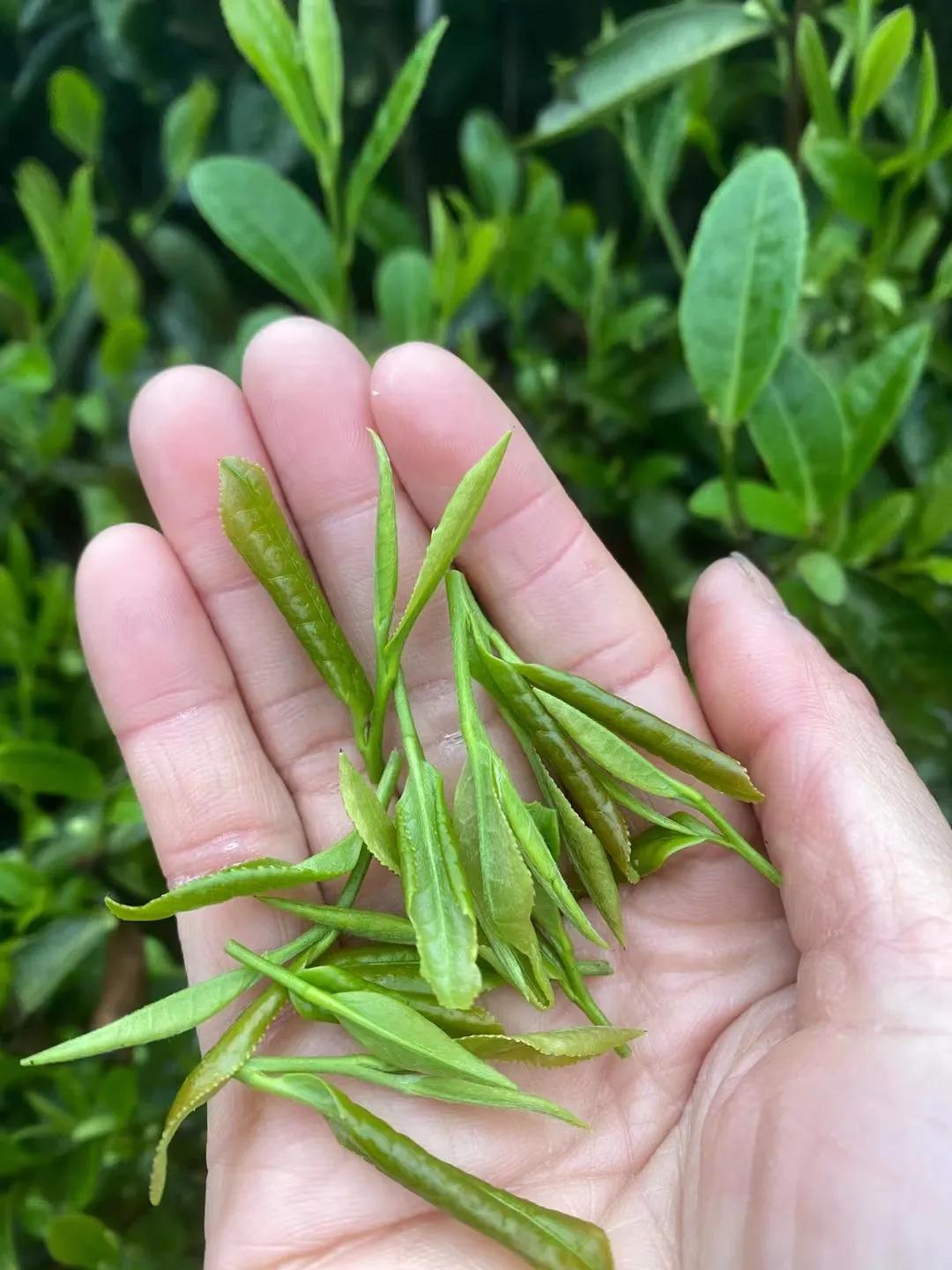黄山毛峰明前茶雨前茶谷雨茶区别,绿茶是明前茶鲜还是谷雨茶鲜