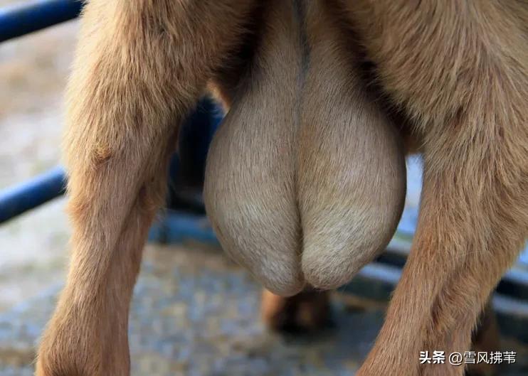 男性为什么脆弱,为什么男性那么脆弱