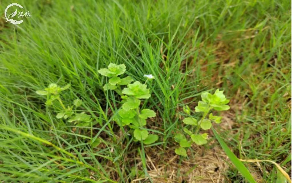 暖季型草坪秋冬季怎么常绿,秋冬季草坪养护