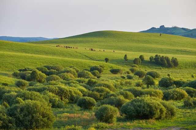 坝上草原真的适合避暑吗,坝上草原旅游详细攻略