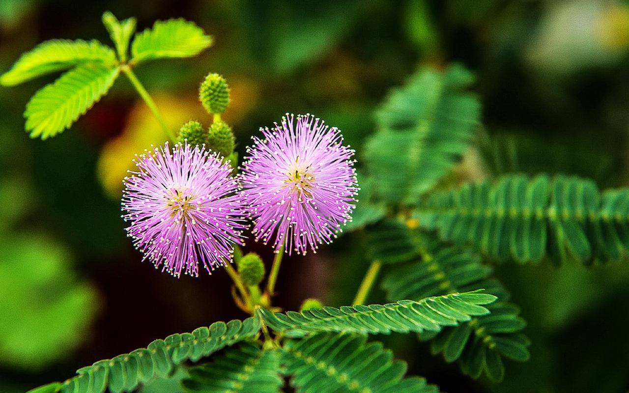 含羞草养护的基本方法,含羞草怎样养护才能开花