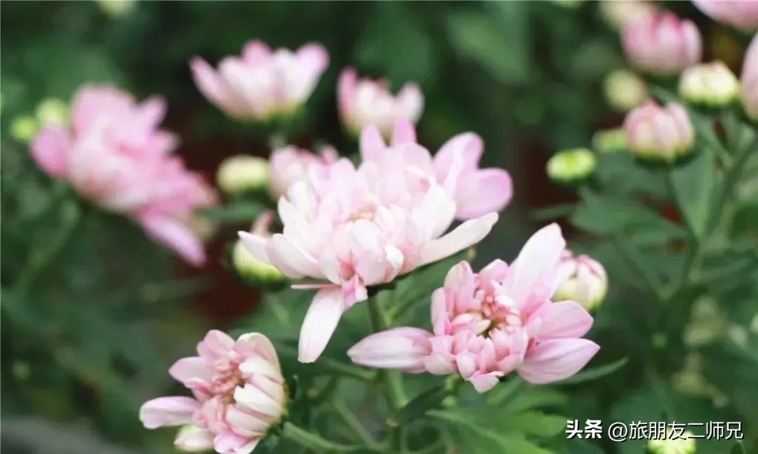 佛山江门广州旅游攻略,佛山去江门旅游攻略