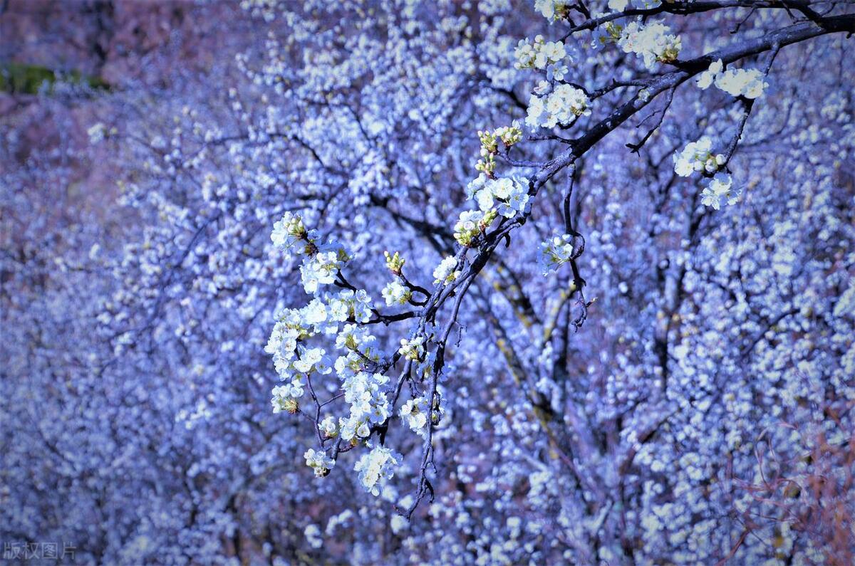 鎻忓啓闈掓槬濂藉勾鍗庣殑璇楀彞鍙よ瘲,鑺变簨鏃栨棊