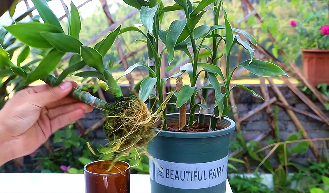 怎样让富贵竹长得又粗又壮,怎么能让富贵竹只长粗不长高