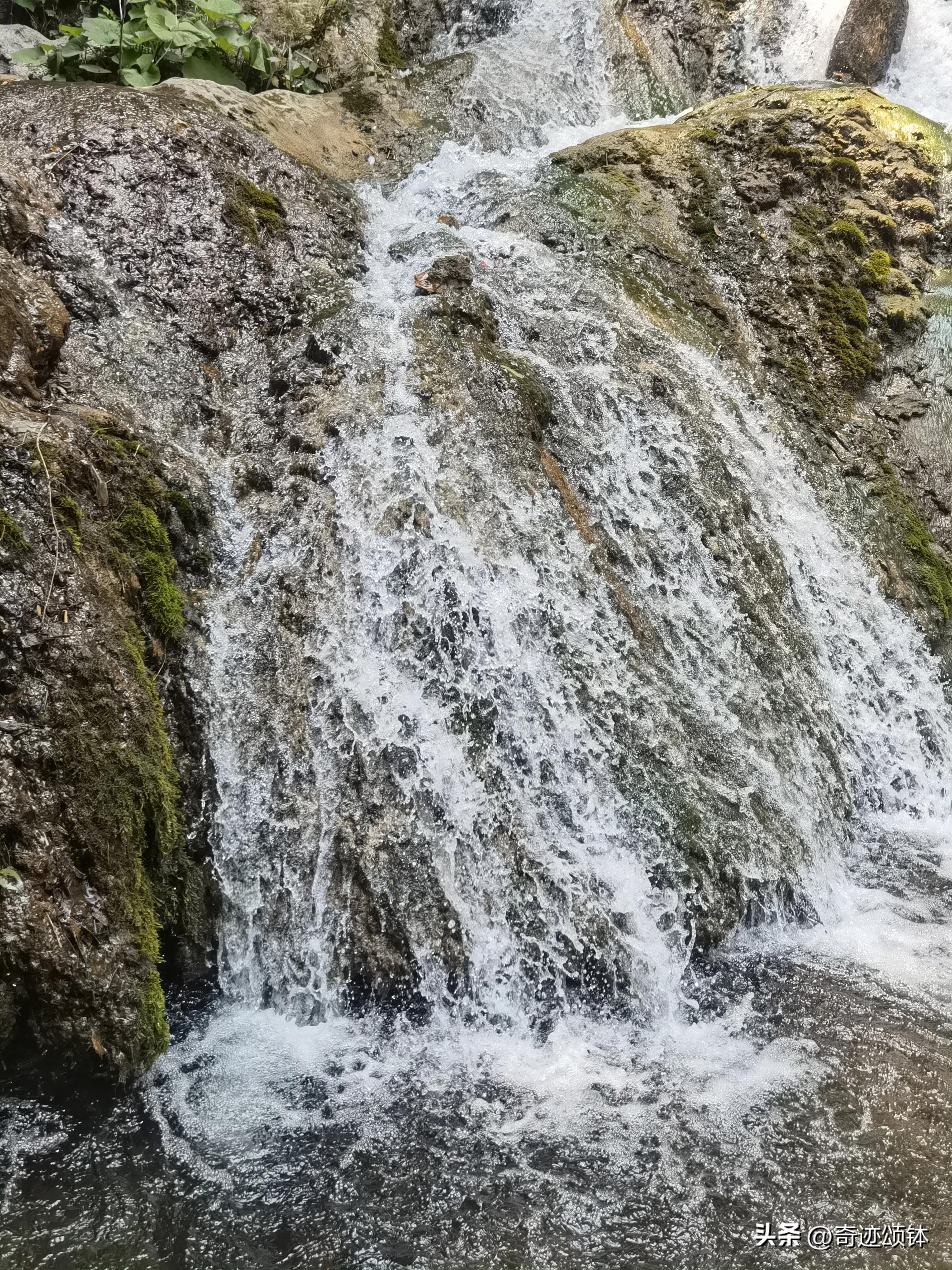 山有木兮木有枝全文,山有木兮木有枝完整诗词