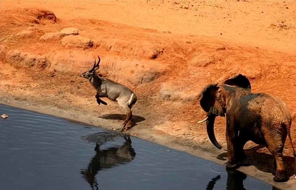 草原暴君？撵狮群，踹河马，压断犀牛肋骨，连路过的狗都要挨巴掌