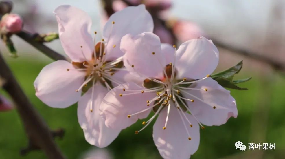 怎样辨别果树花和芽,怎么分辨阳光玫瑰果树