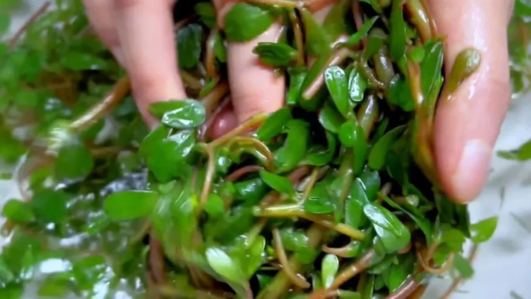 临近三伏最该吃这菜鲜嫩又营养,三伏天鸭肉炖什么