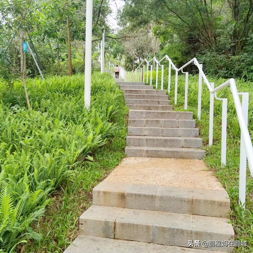 深圳龙华区观澜中心公园,龙华观澜中心公园