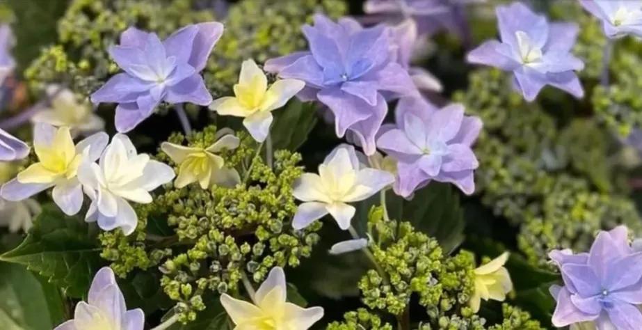 开眼界了!五大突出特征让这种“球花”魔力无限,人见人爱