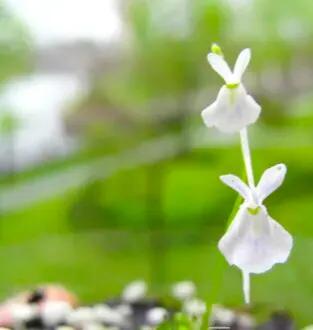 狸藻花图片大全,可爱的狸藻花图片