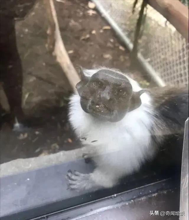 鬣狗捕食动物图片,鬣狗捕杀巨蟒