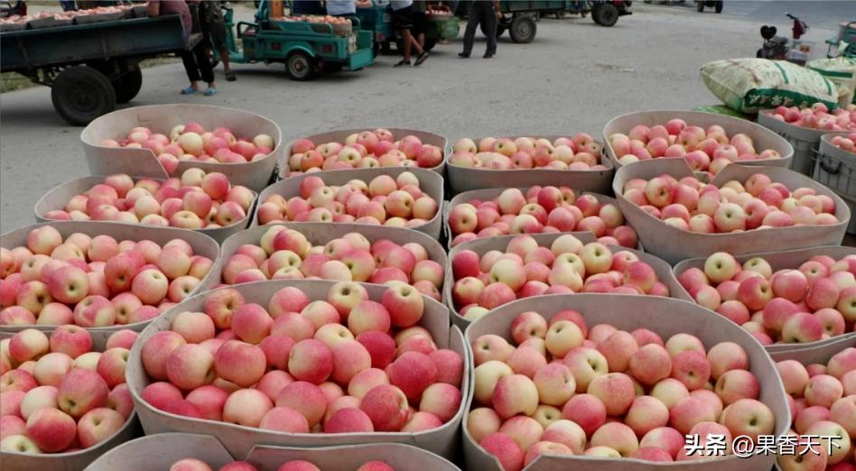 嘎啦苹果还能“活”多久？