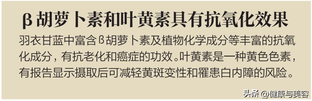 介绍一下羽衣甘蓝这种蔬菜,怎么介绍羽衣甘蓝营养价值