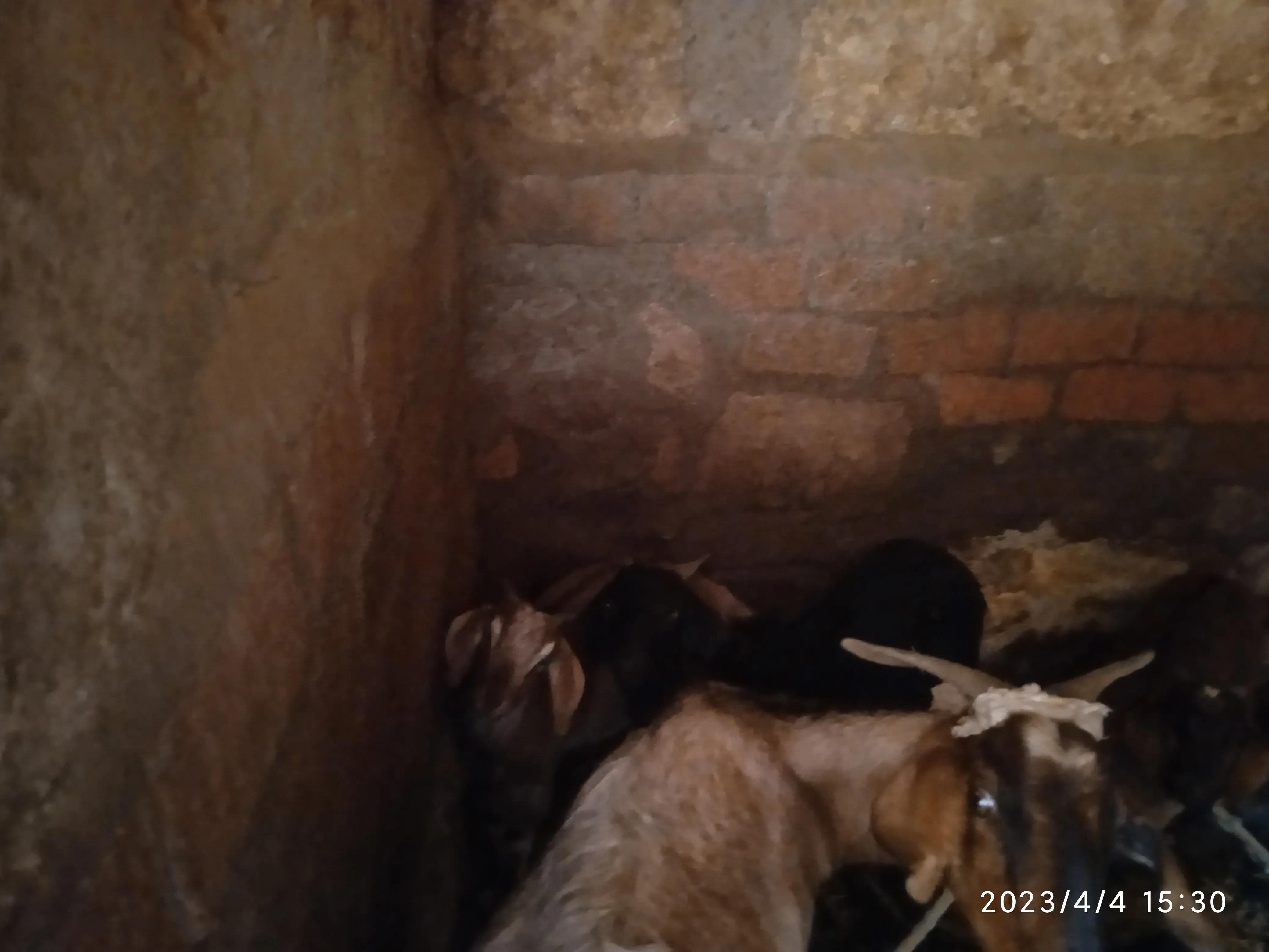 回乡创业青年的自述养黑山羊,农村大学生创业养殖奶山羊