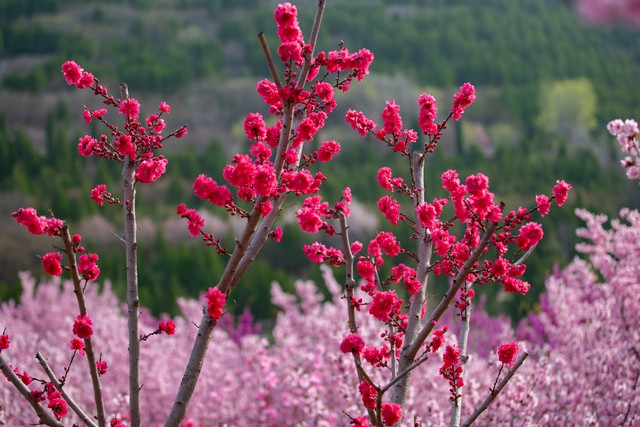 骨里红梅花每年几月开花,红梅花一般在几月份开