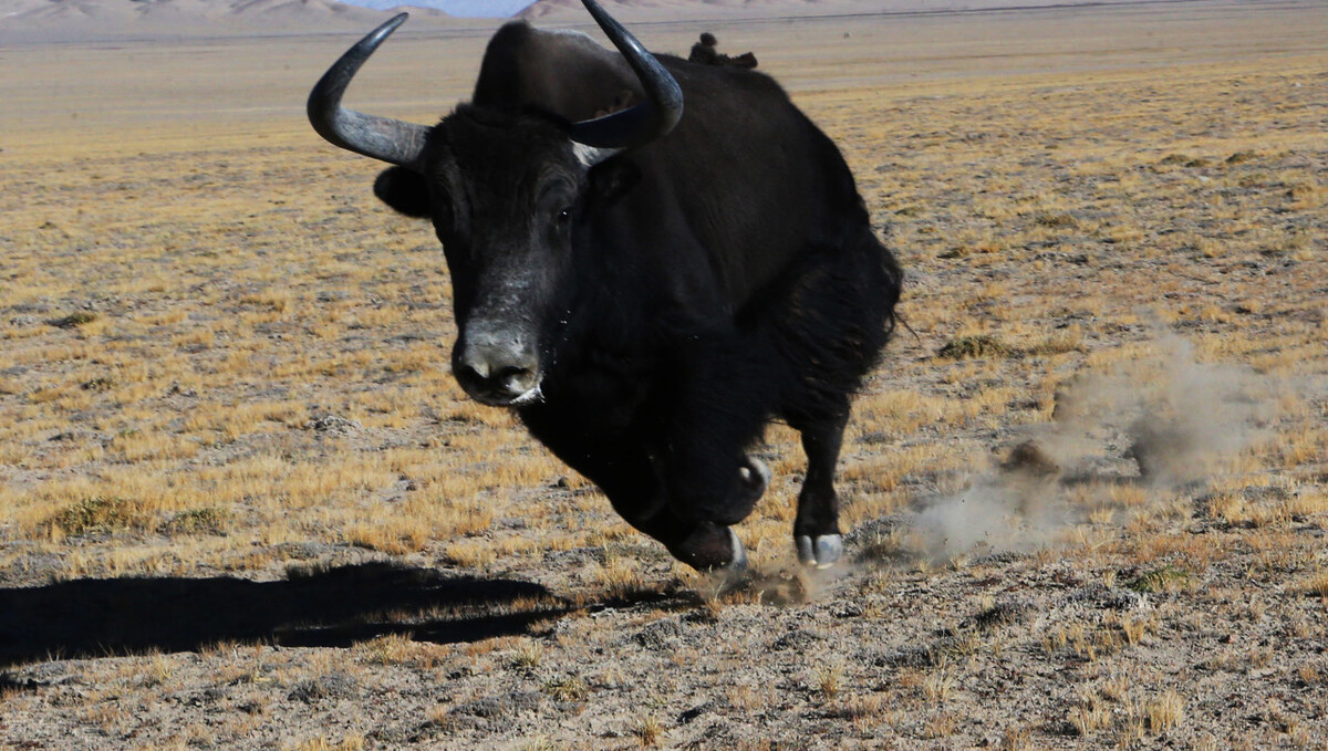 野牦牛的天敌,野牦牛最大的克星