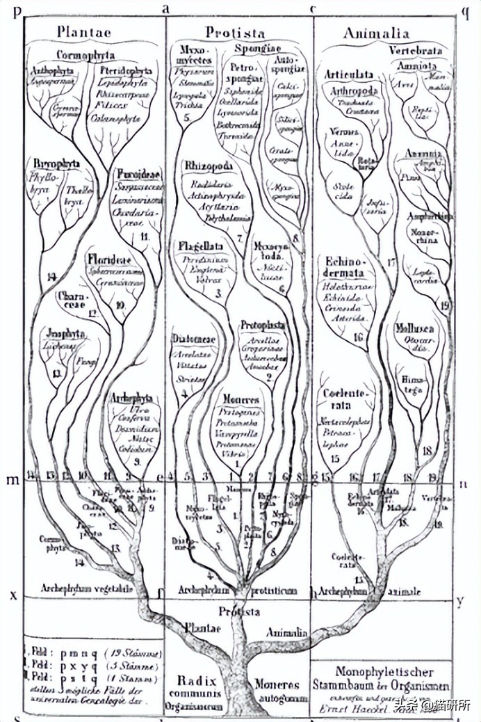 什么猫咪和英短合得来,猫咪长毛英短怎么区分公母