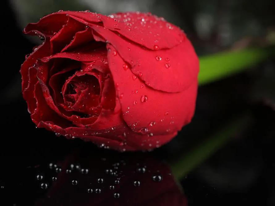 玫瑰花绝美头像,绝美玫瑰花图片