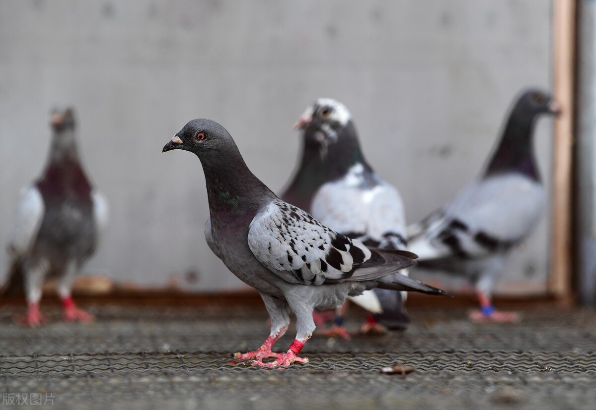 家飞的鸽子老丢怎么办,家鸽飞丢了怎么办