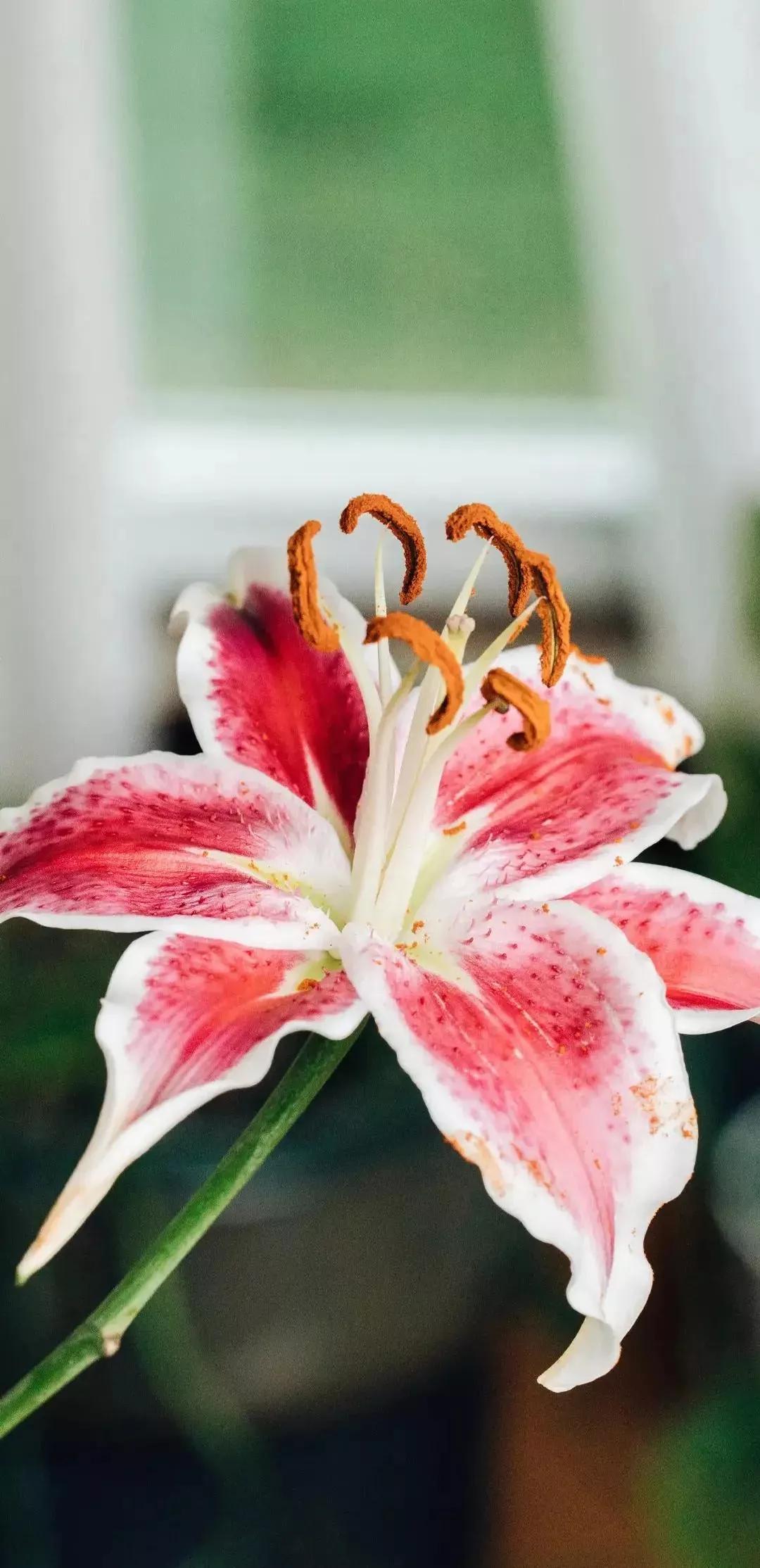 风生水起壁纸高清无水印,美女全屏无水印高清壁纸