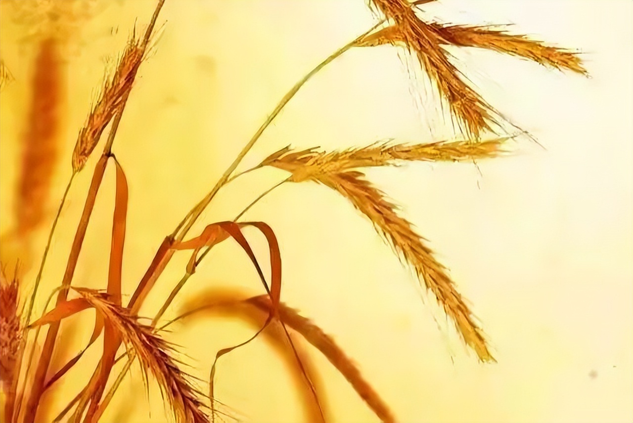 心存善念途中便是晴天,心存善念眼里便是美好感悟