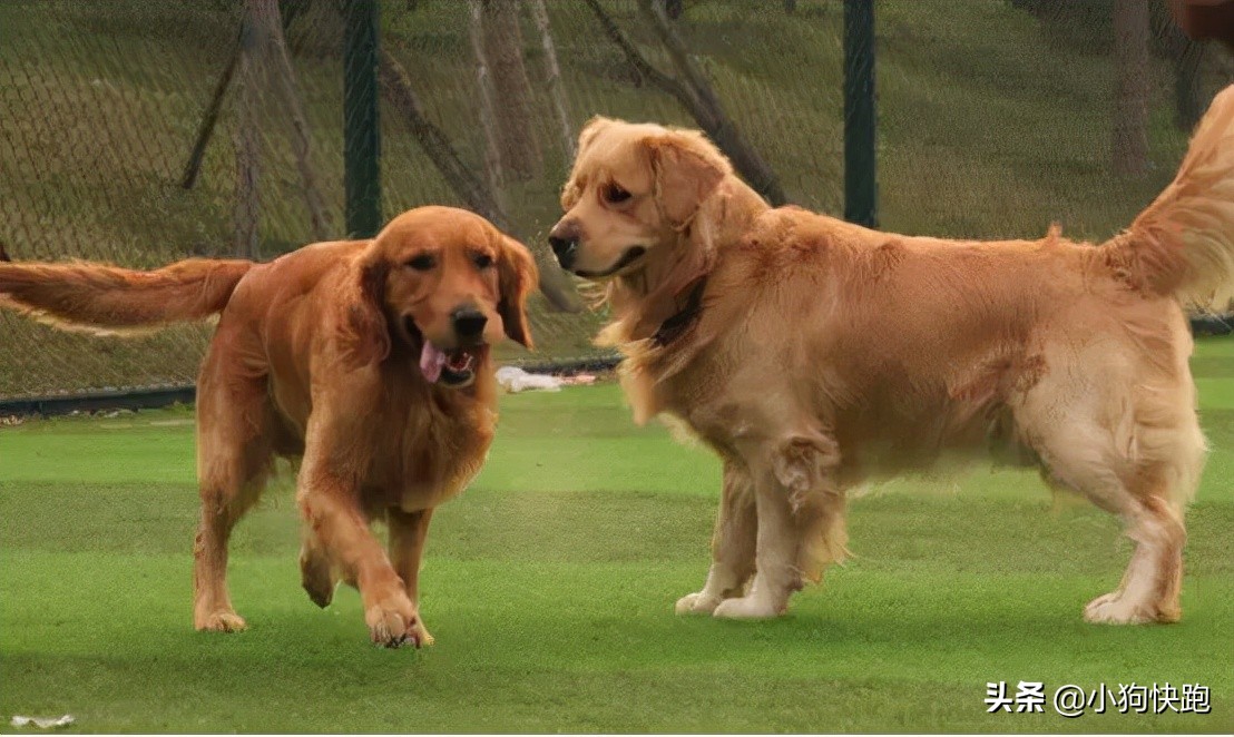 金毛拉布拉多犬的优点和缺点,新手养金毛老手养拉布拉多