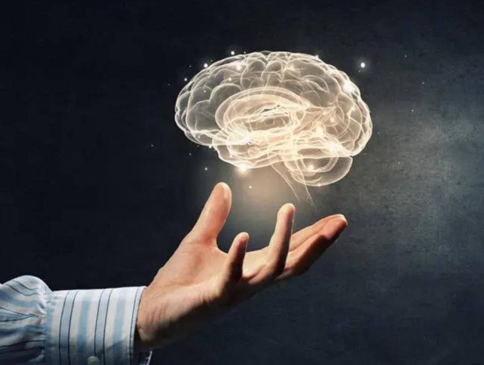 深度信念网络和皮层算法：监督分类的比较研究