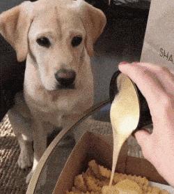 奉劝新手养狗别选这6种狗狗,这些养狗狗的诀窍你一定要知道