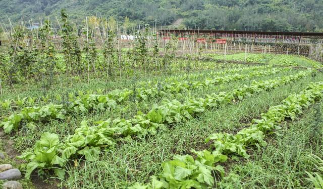 面包夹知识,面包夹心冷知识