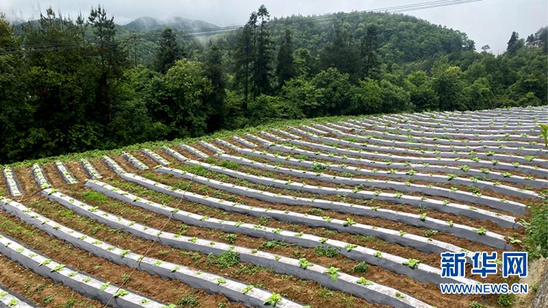 恩施州烟草公司有几个,恩施市鹤峰县烟草种植基地