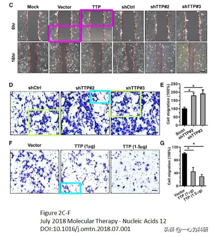 上海国际和平妇幼保健院,上海国际妇幼和平保健院
